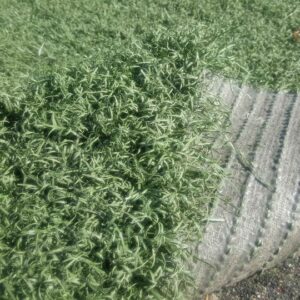 watertown, TN fake grass