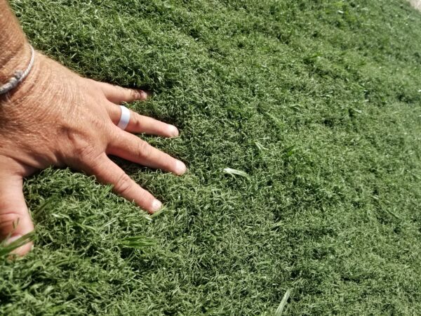 fayetteville, NY artificial grass